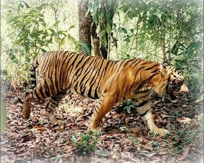 Bali Tiger Extinct