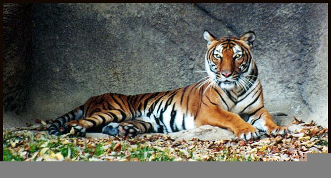 Information and Facts about Tigers and Types of Tigers and Where
