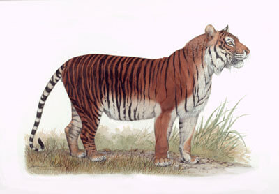 the caspian tiger
