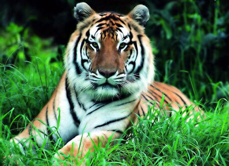 Tiger, Species