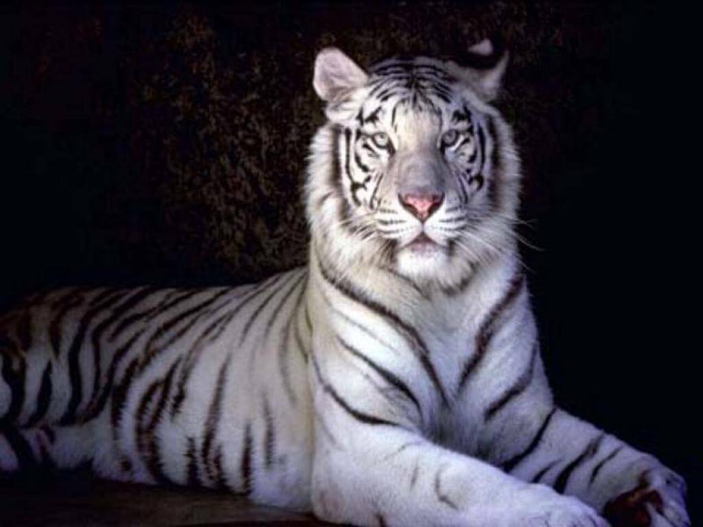 white malayan tiger