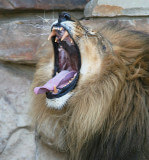 Lion: The Animal, description and information about lions